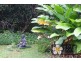 Mossman QLD 4873