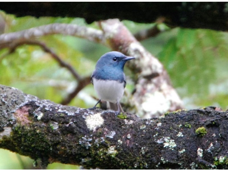 11 Chooks Ridge, Shannonvale, Port Douglas QLD 4877