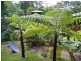 Lot 145 Carbeen Road, Diwan, Daintree QLD 4873