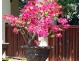 Villa 7 Surya 24 Andrews Close, Port Douglas QLD 4877