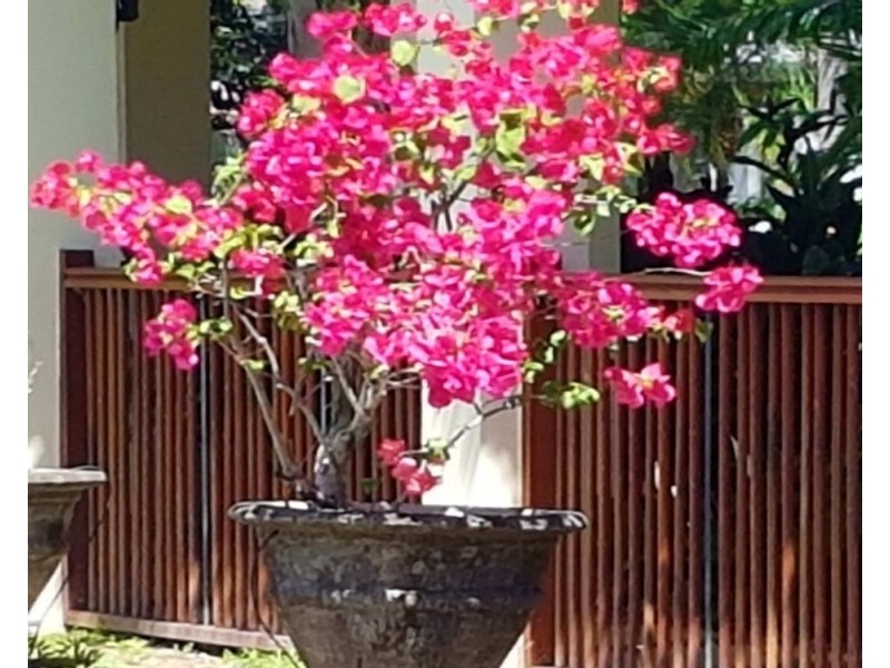 Villa 7 Surya 24 Andrews Close, Port Douglas QLD 4877