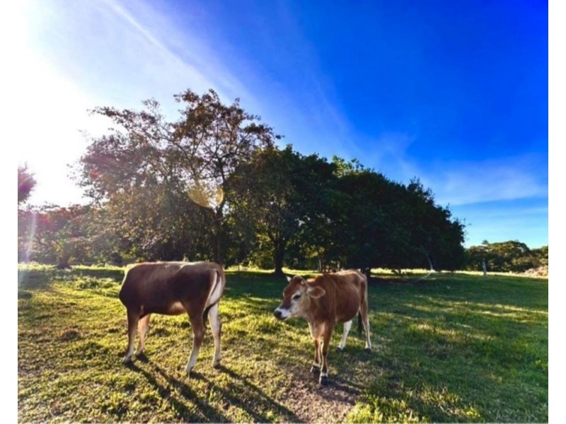 120 Highland Drive, Julatten QLD 4871