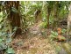 Daintree QLD 4873
