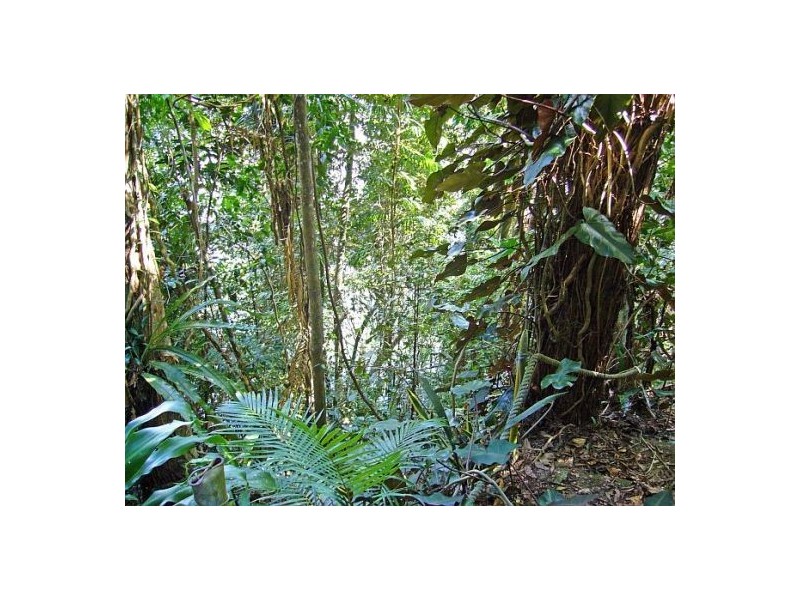 Daintree QLD 4873