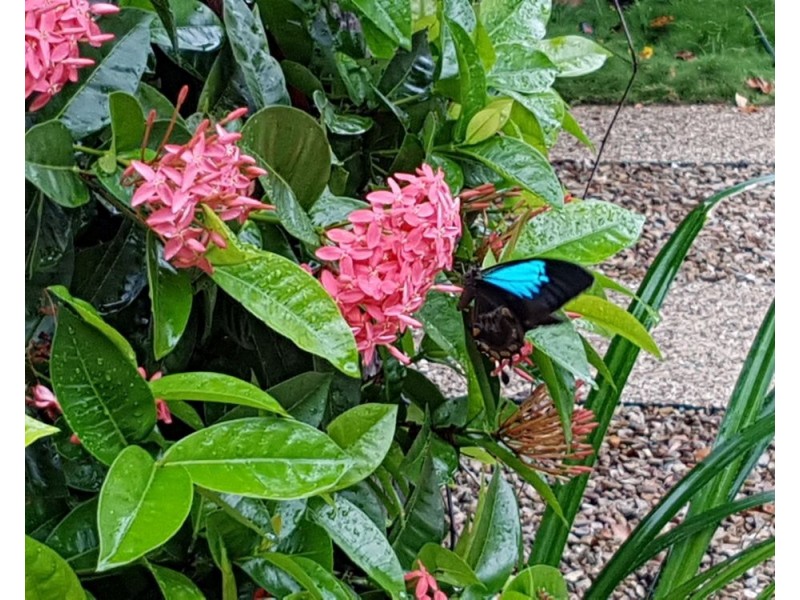 Port Douglas QLD 4877