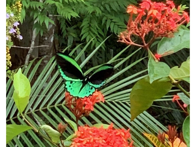 Port Douglas QLD 4877