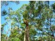 Daintree QLD 4873