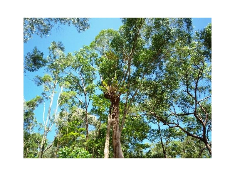 Daintree QLD 4873