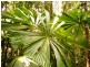 Daintree QLD 4873