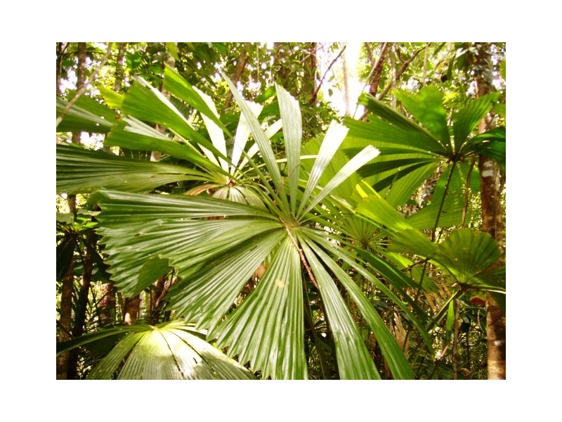 Daintree QLD 4873