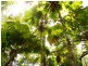 Daintree QLD 4873
