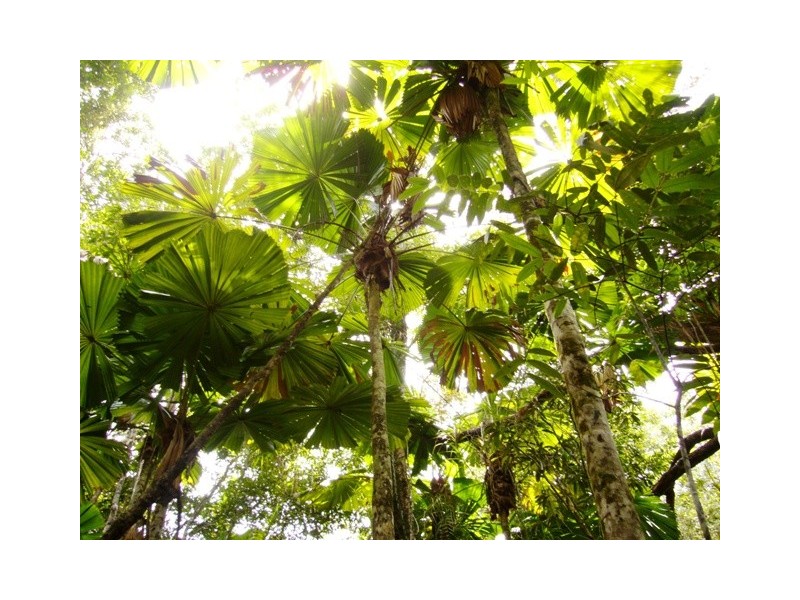 Daintree QLD 4873
