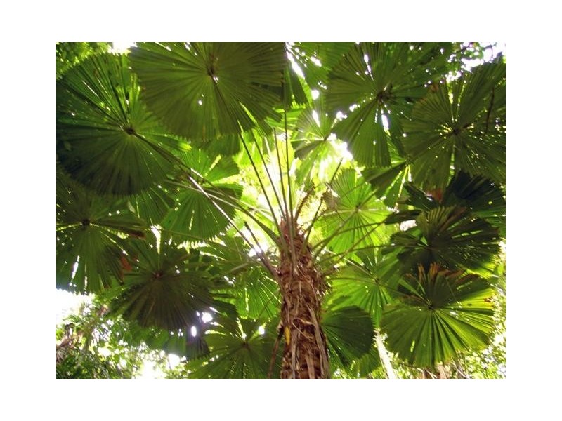 Cape Tribulation QLD 4873