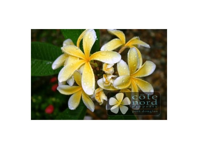 Port Douglas QLD 4877