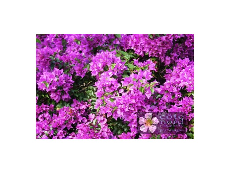 17 Stewart Street, Daintree QLD 4873