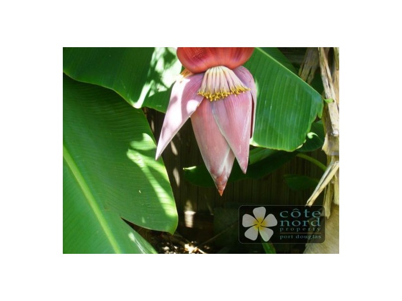 Port Douglas QLD 4877
