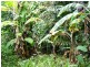 Port Douglas QLD 4877