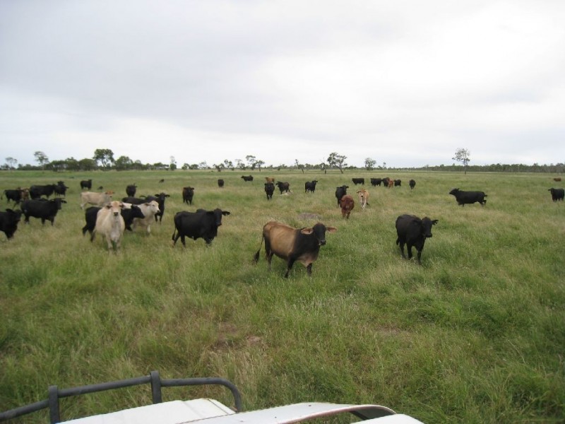 Ayr QLD 4807