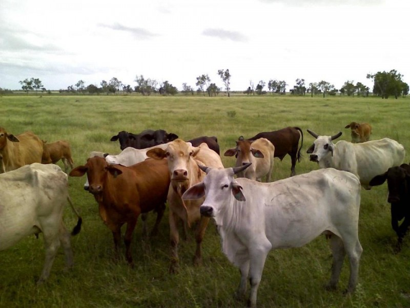 Ayr QLD 4807