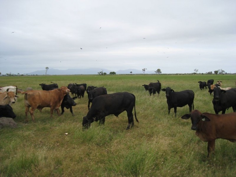 Ayr QLD 4807