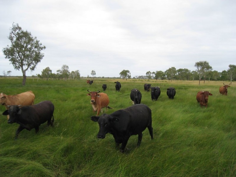 Ayr QLD 4807