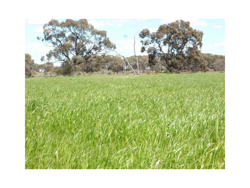 Carwardines Road, Cohuna VIC 3568