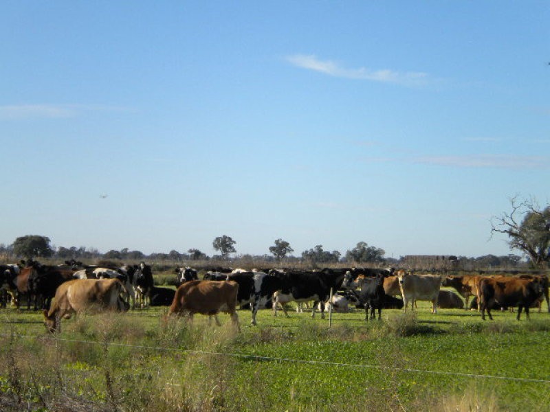 1334 Koroop Road, Cohuna VIC 3568