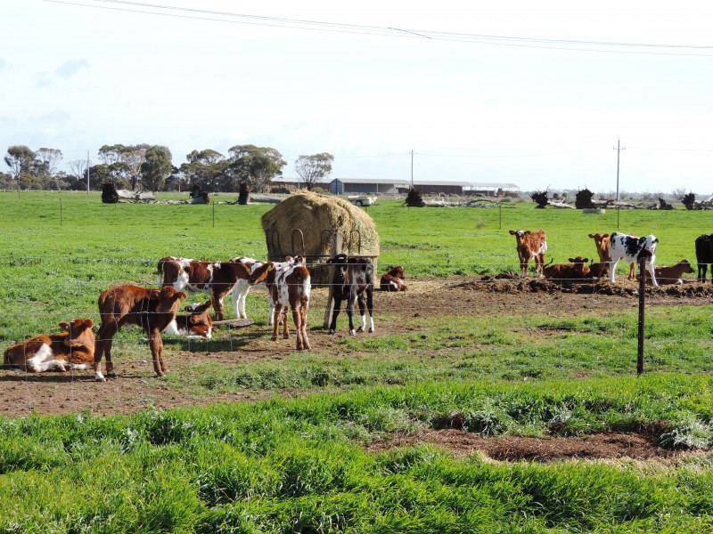 2182 Kerang Koondrook Road, Kerang VIC 3579