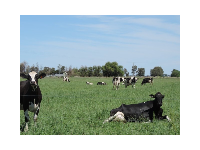 379 Kervins Road, Cohuna VIC 3568