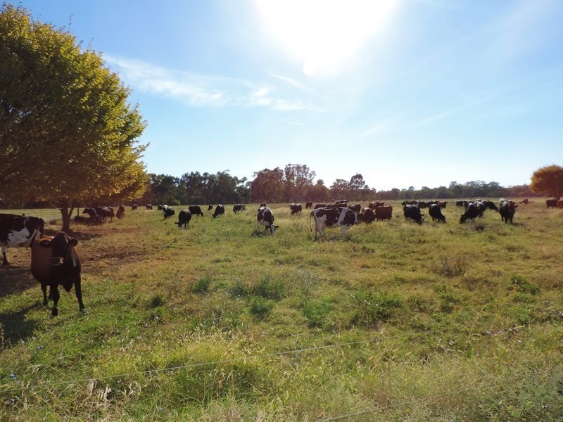 95 Cleaves Road, Wee Wee Rup VIC 3568