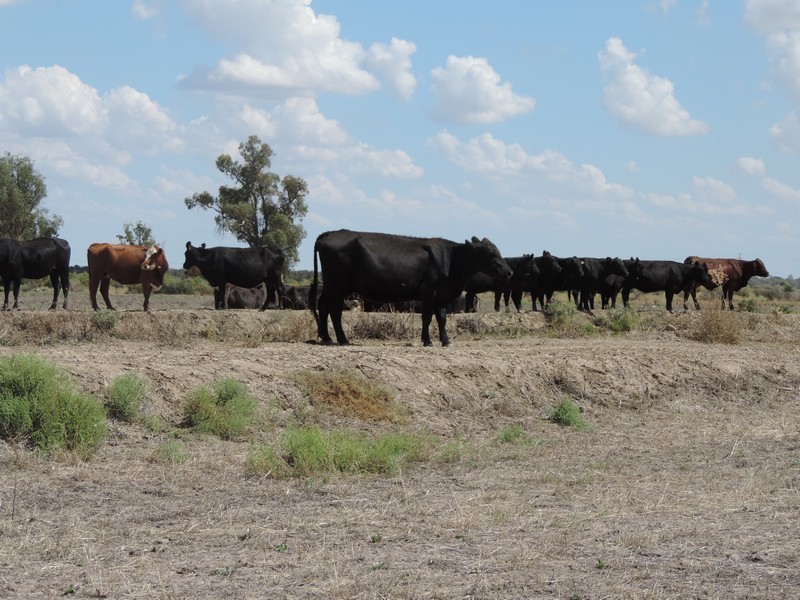 165 Guilmartin Road, Murrabit VIC 3579