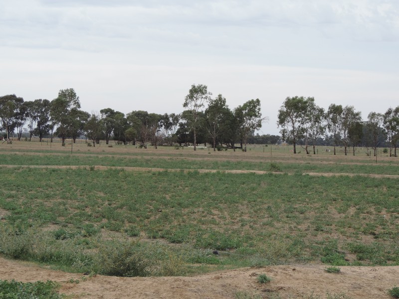 165 Guilmartin Road, Murrabit VIC 3579