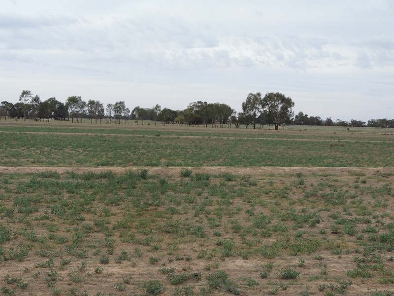 165 Guilmartin Road, Murrabit VIC 3579