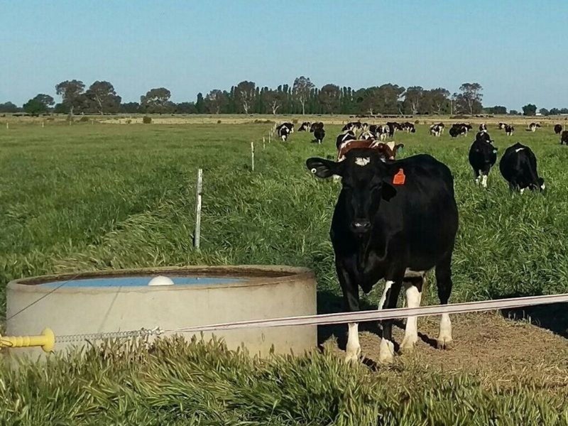 145 Greens Road, Cohuna VIC 3568