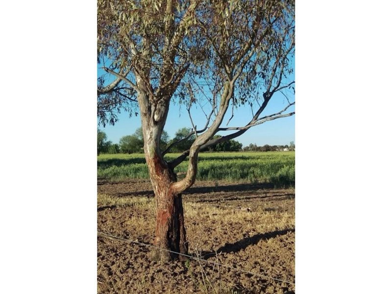 145 Greens Road, Cohuna VIC 3568