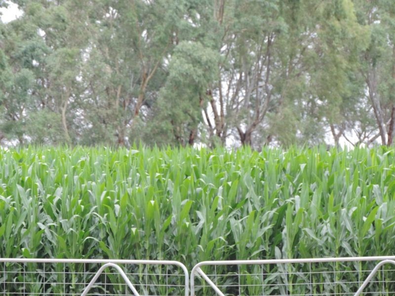 25 Drydens Road, Cohuna VIC 3568