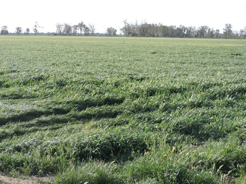 1751 Kerang-Koondrook Road, Teal Point VIC 3579