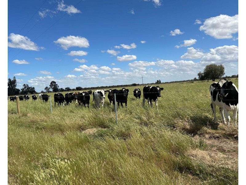 80 Oberins Road, Gunbower VIC 3566