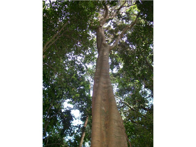 Eagle Heights QLD 4271