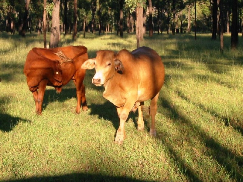 Rockhampton QLD 4700