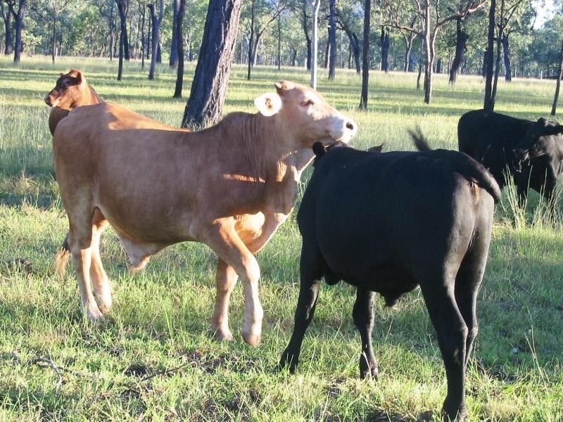 Rockhampton QLD 4700