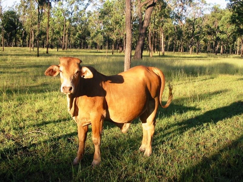 Rockhampton QLD 4700