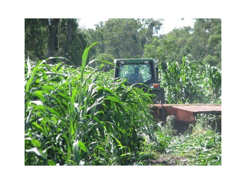 Alton Downs QLD 4702