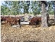 Callide QLD 4715