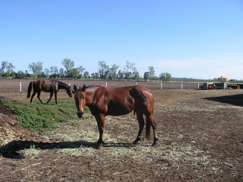 Callide QLD 4715