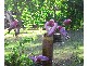 Bouldercombe QLD 4702