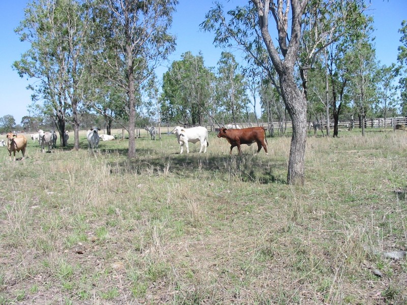 Yaamba QLD 4704