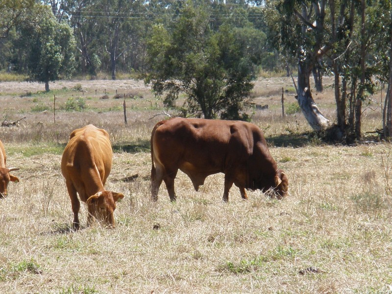 Bouldercombe QLD 4702