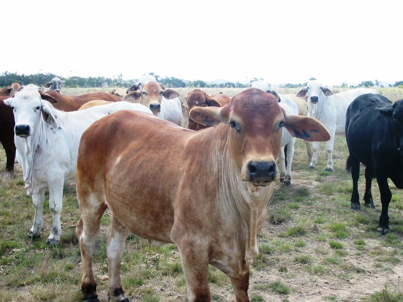 Mulara QLD 4703