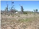 Westwood QLD 4702